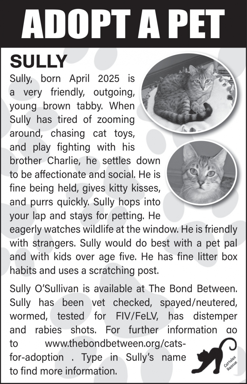 Cat Tales Rescue