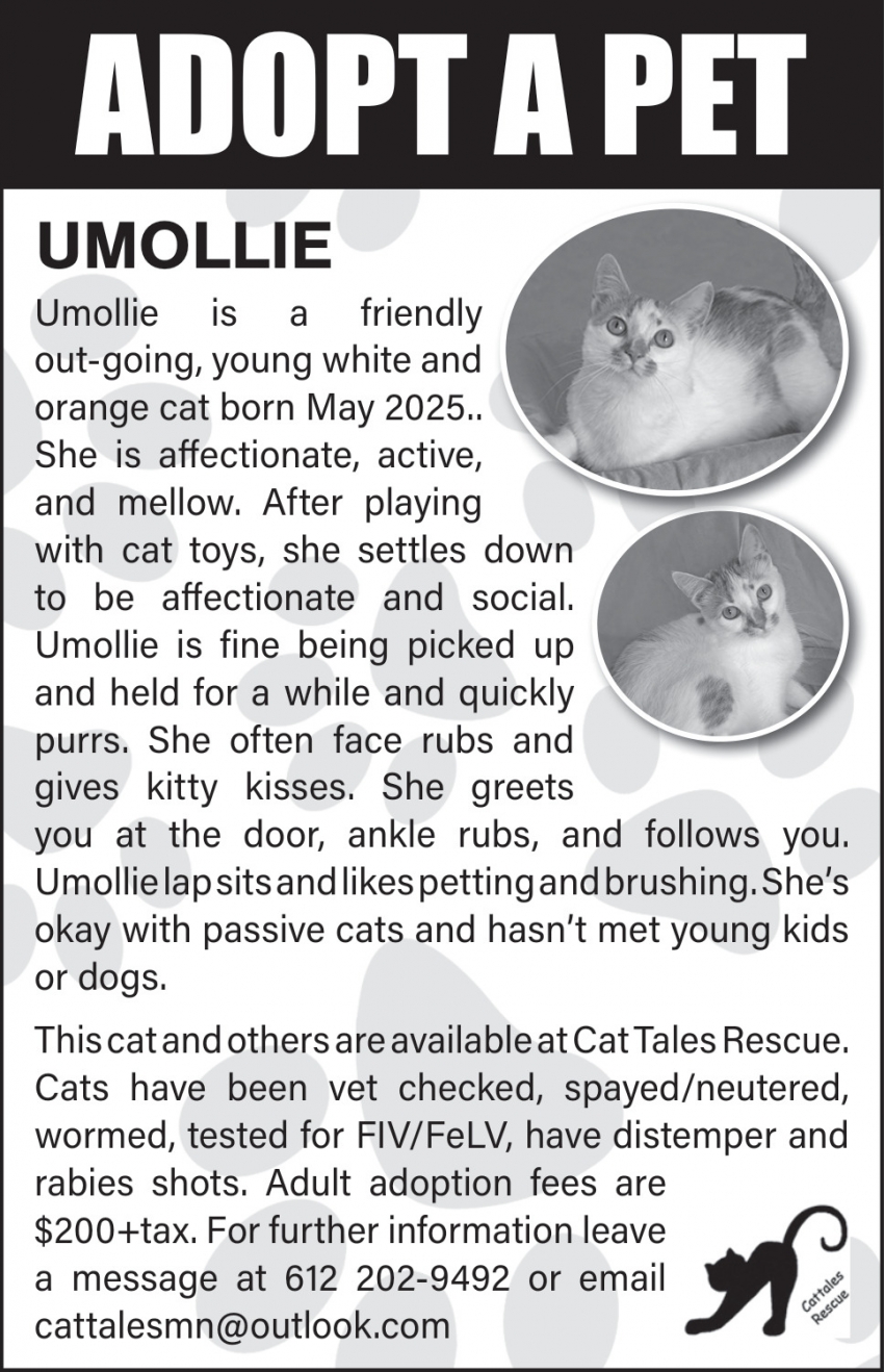 Cat Tales Rescue