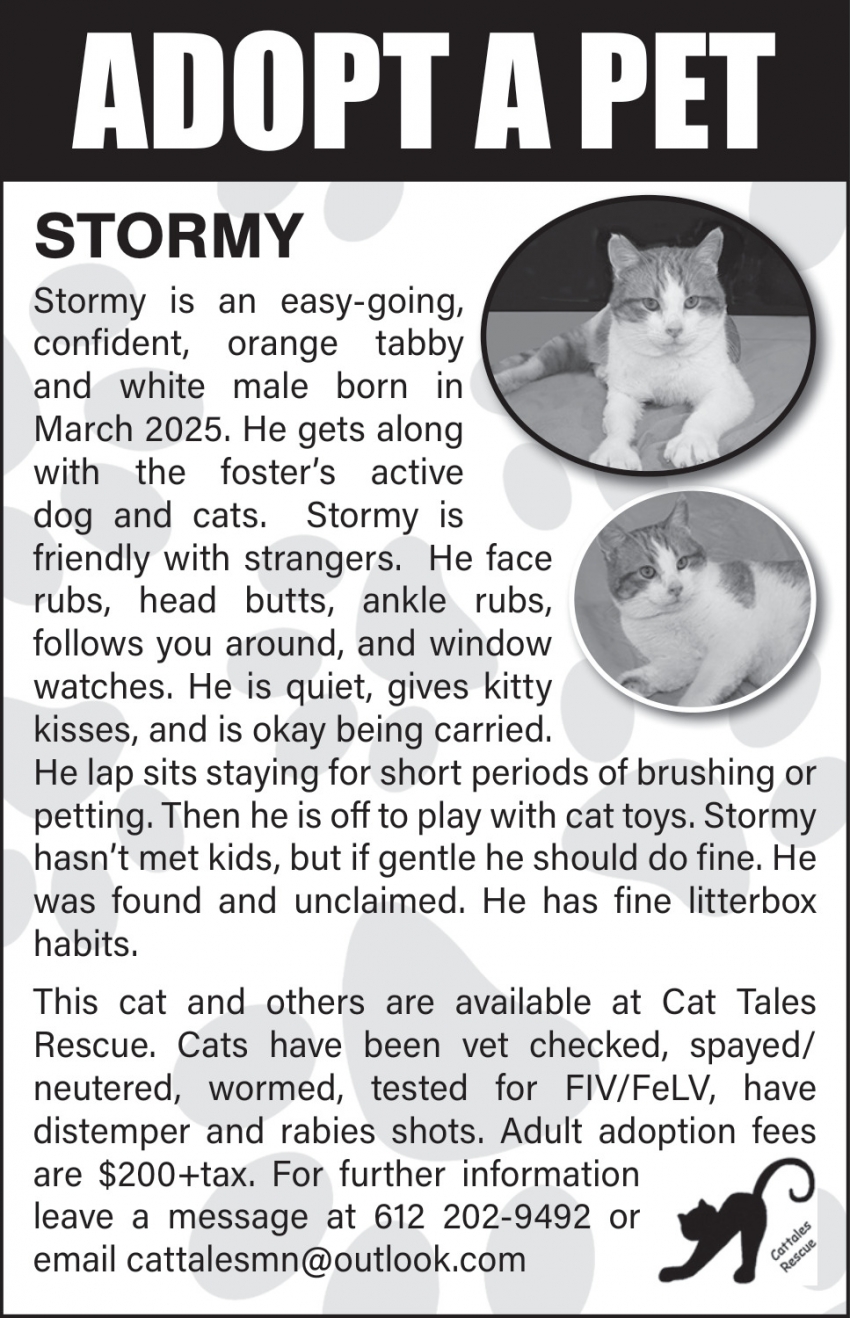 Cat Tales Rescue