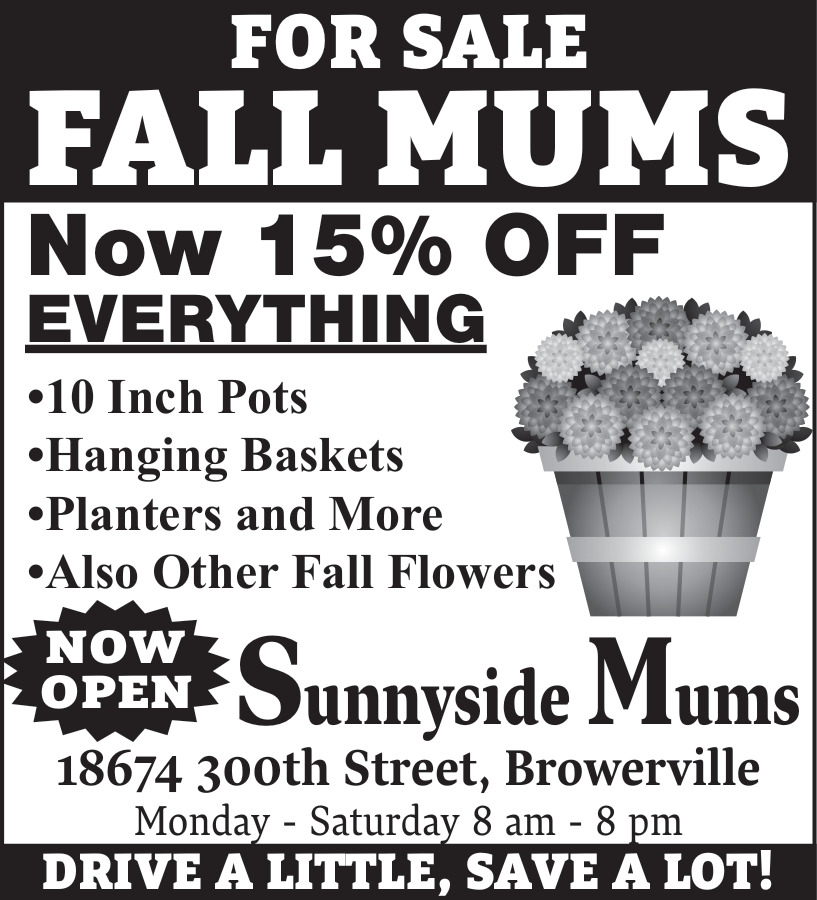 Sunnyside Mums