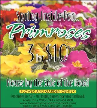 Spring Inside For... Primroses 3 For $10