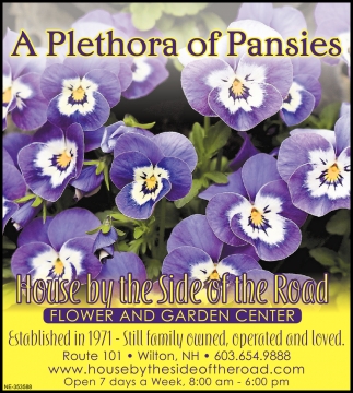 A Plethora Of Pansies
