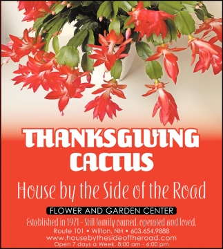 Thanksgiving Cactus