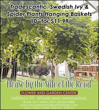 Tradescantic, Swedish Ivy & Spider Plants
