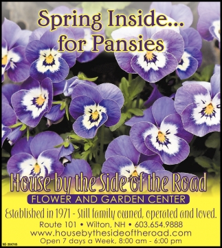 Spring Inside... For Pansies