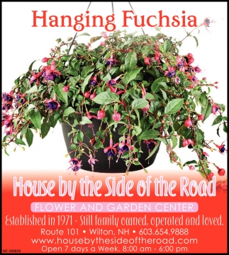 Hanging Fuchsia
