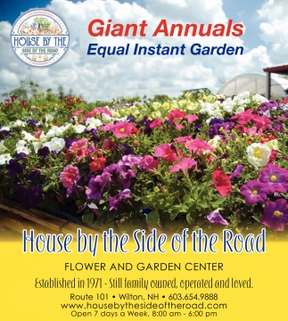 Giant Annuals