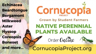 Native Perennial Plants Available