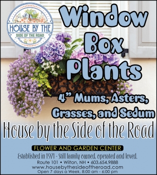 Window Box Plants