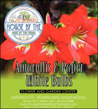 Amaryllis & Paper White Bulbs