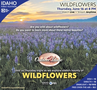 Are You Wild About Wildflowers Idaho Public Television Pbs Boise Id