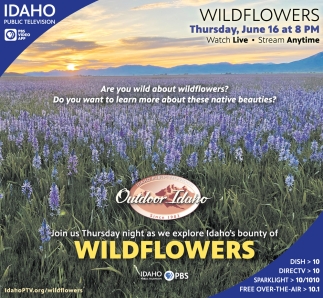 Are You Wild About Wildflowers?