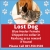 Lost Dog