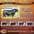 Angus Bull Sale