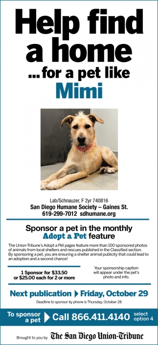 Help Find A Home... For A Pet Like Mimi