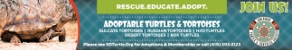 Adptable Turtles & Tortoises