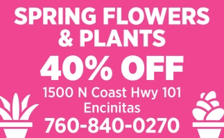 Spring Flowers & Plants 40% OFF