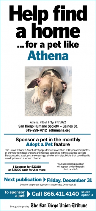 Help Find a Home... for a Pet Like Athena