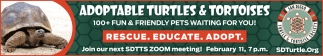 Adoptable Turtles & Tortoises