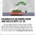 SD Bonsai Club Spring Show and Sale Is Sept. 23- 24