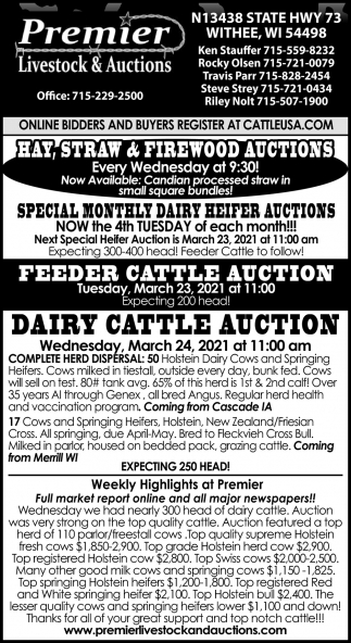 Feeder Cattle Auction