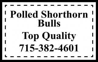 Polled Shorthirn Bulls