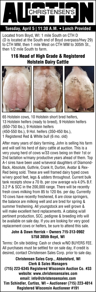 Holstein Dairy Cattle