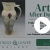 Art After Dark