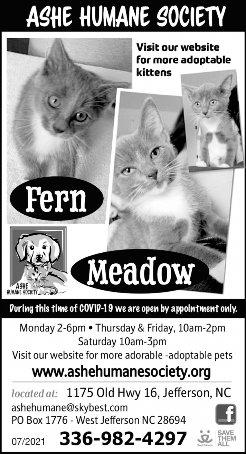 Visit Our Website For More Adoptable Kittens