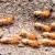 Termites Are Swarming! Protect Your Home!