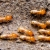 Termites Are Swarming! Protect Your Home!