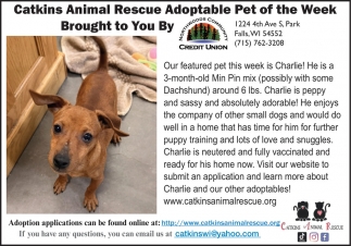 Catkins Animal Rescue