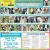 22 Adoptable Dogs