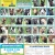 31 Adoptable Dogs