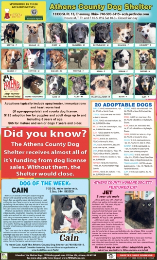 Friends Of The Shelter Dogs
