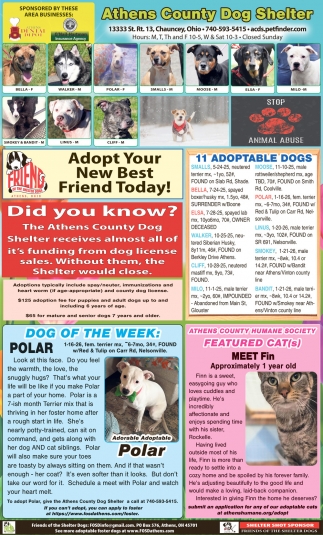 Friends Of The Shelter Dogs