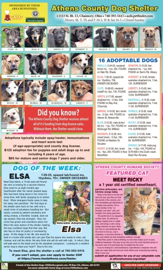 Friends Of The Shelter Dogs