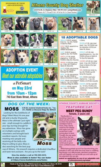 Friends Of The Shelter Dogs