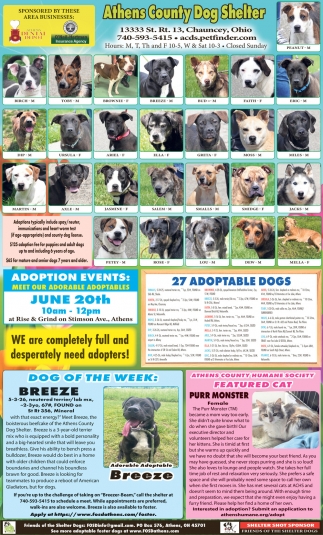 Friends Of The Shelter Dogs