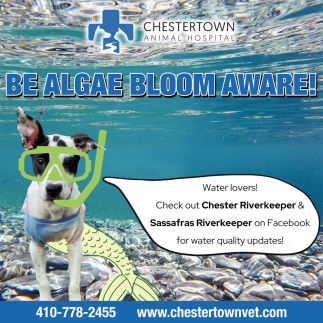 Be Algae Bloom Aware!, Chestertown Animal Hospital, Chestertown, MD