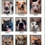 A-May-Zing Pets Are Waiting for You!
