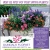 Visit Us First for You Spring Plants!