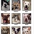 Pet Adoption