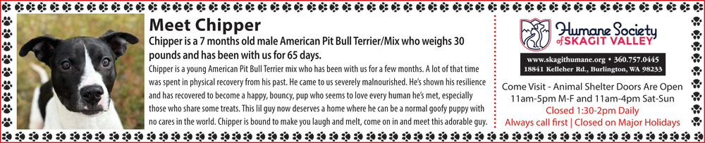 Meet Chipper, Humane Society of Skagit Valley, Burlington, WA