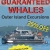 Guaranteed Whales Outer Island Excursions