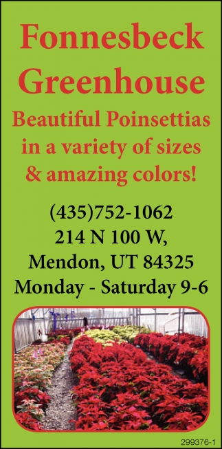 Beautiful Poinsettias In A Variety Of Sizes & Amazing Colors!