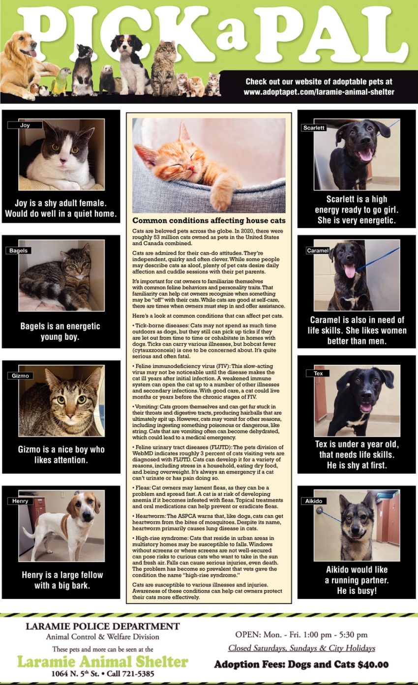 Pick a Pal, Laramie Animal Shelter, Laramie, WY