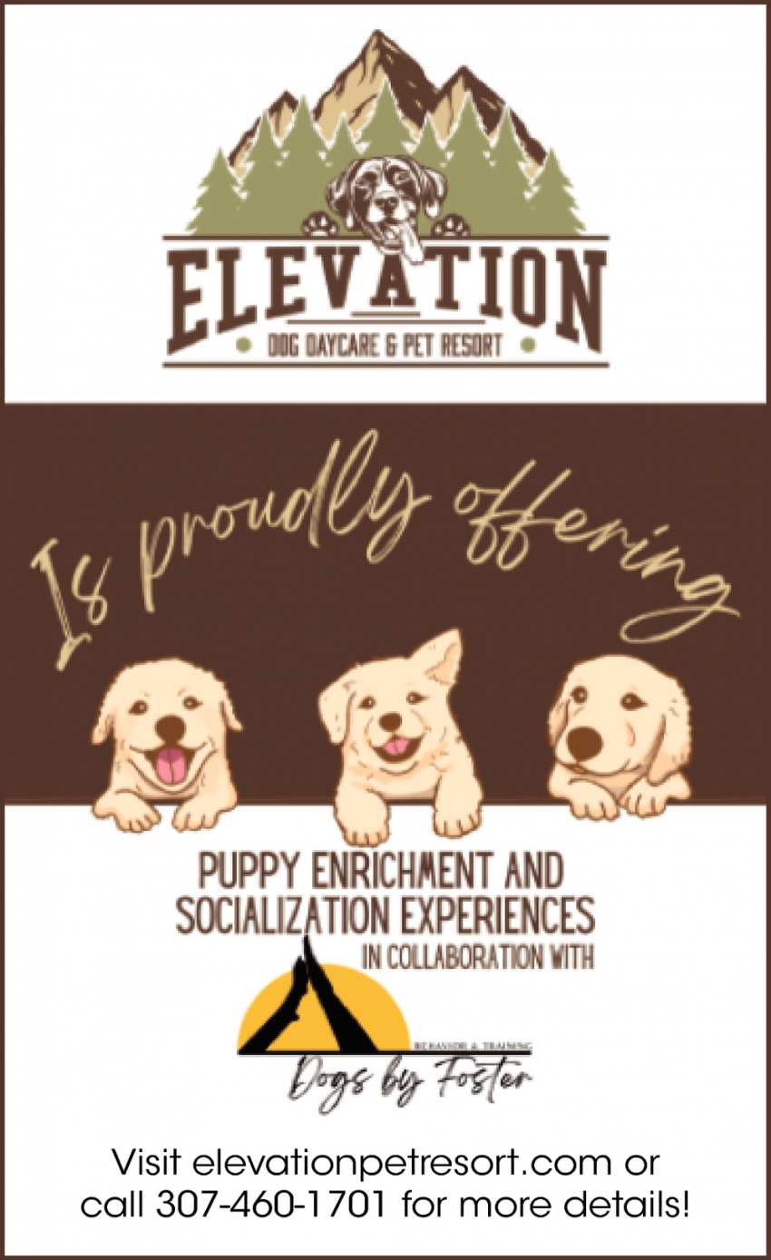 Puppy Enrichment and Socialization Experiences