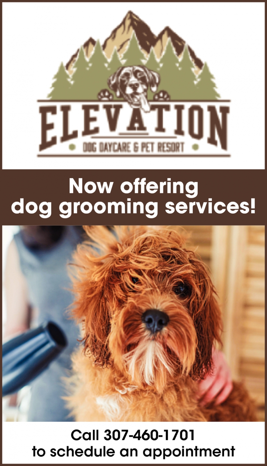 Now Offering Dog Grooming Services!