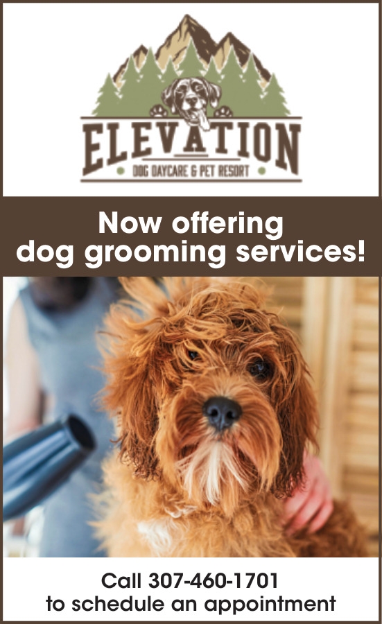 Now Offering Dog Grooming Services!
